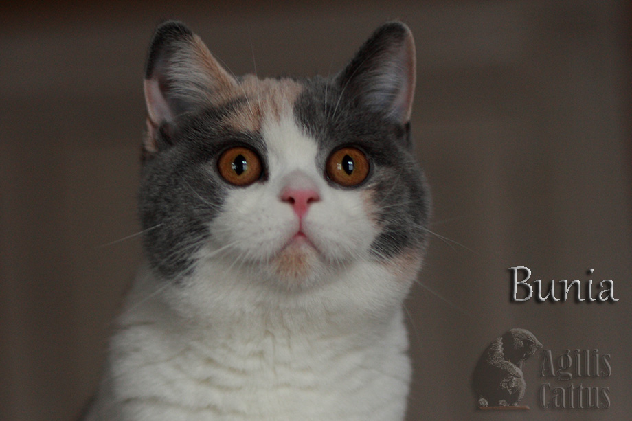 British Shorthair female Bunia Agilis Cattus*PL