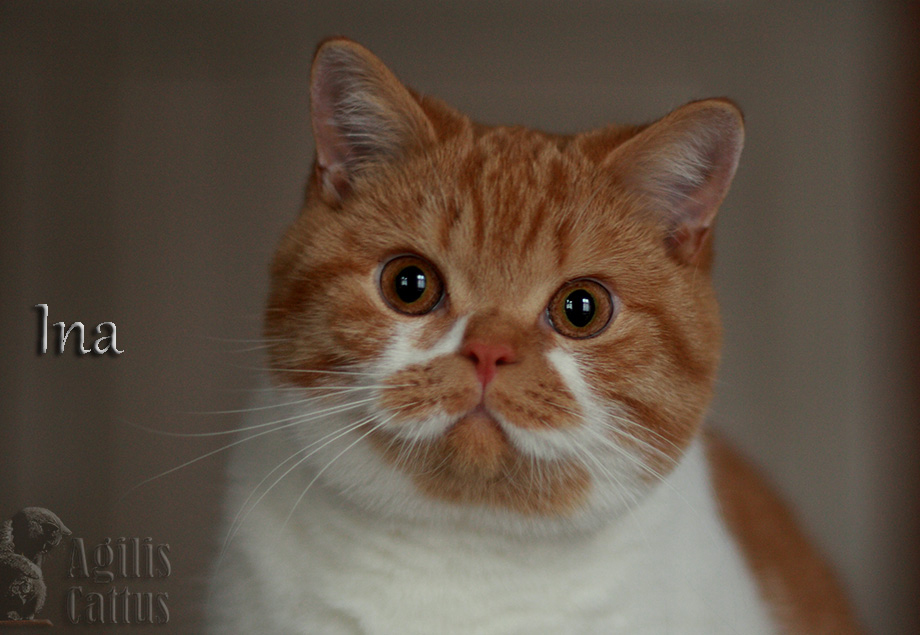 British Shorthair female Ina Agilis Cattus*PL
