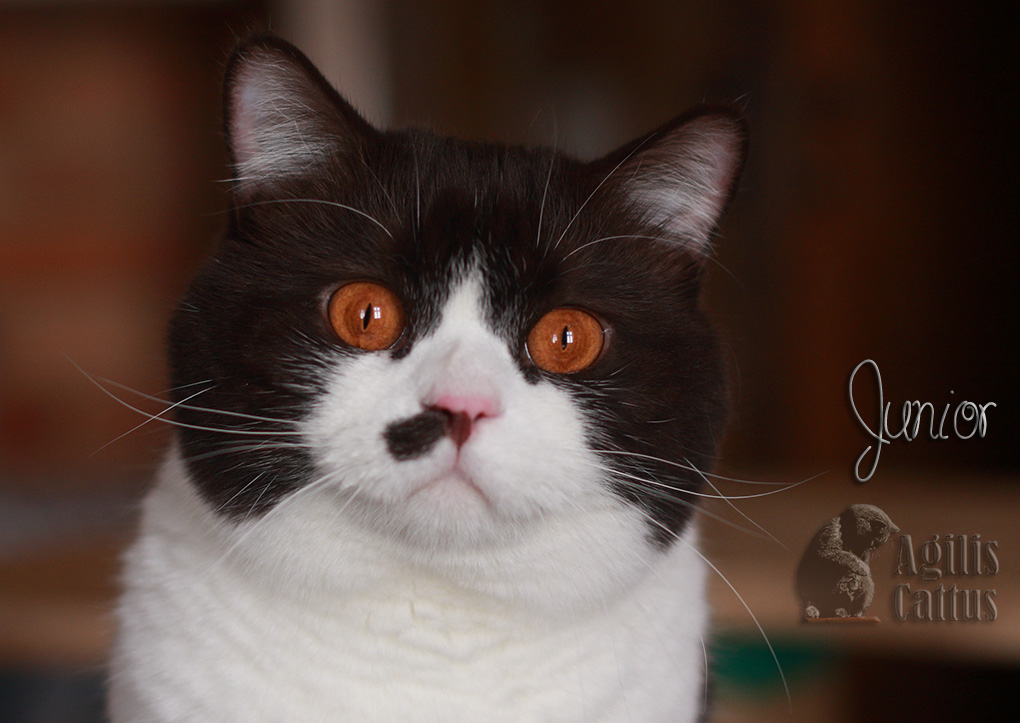 British Shorthair male Junior Agilis Cattus*PL