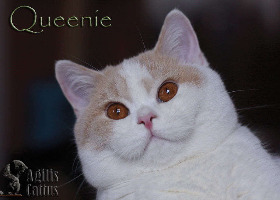 British Shorthair female Queenie Agilis Cattus*PL