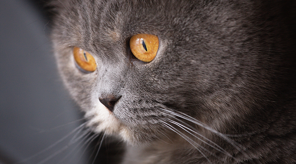 British Shorthair female Borgia Agilis Cattus*PL