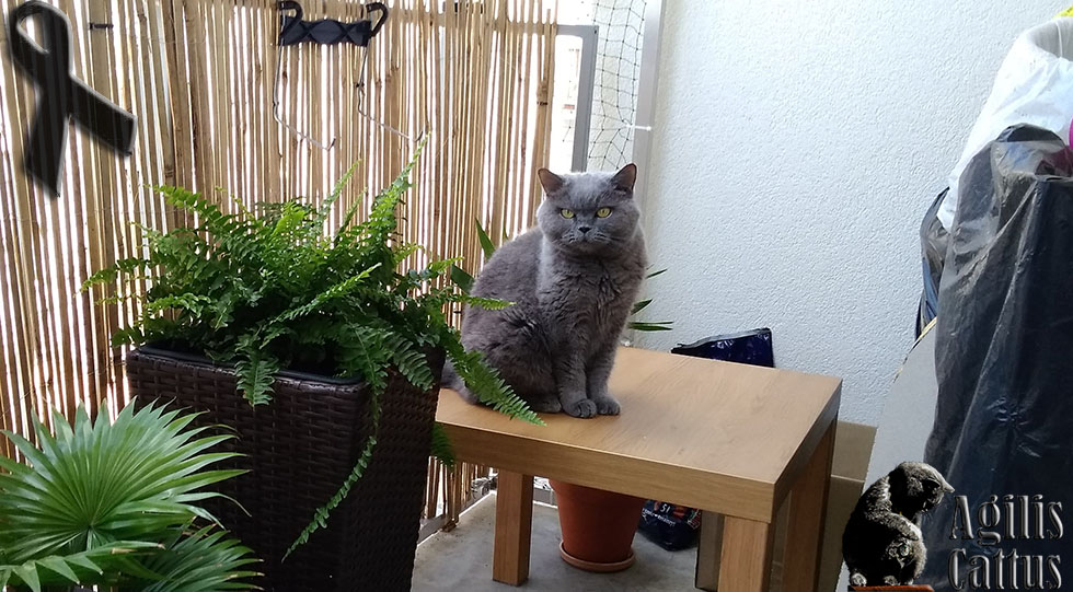 British Shorthair female Clara Euforia*PL