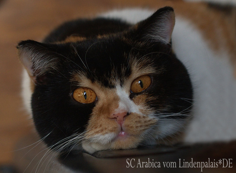 British Shorthair female Arabica vom Lindenpalais