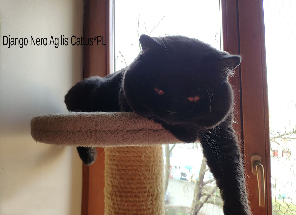 British Shorthair male Django Nero Agilis Cattus*PL