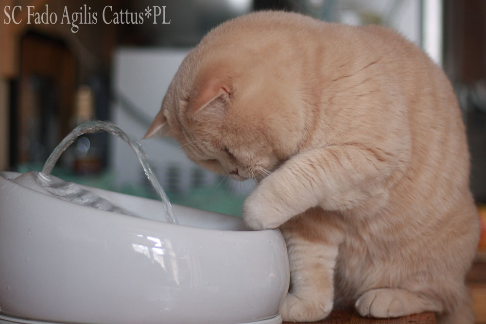 British Shorthair male Fado Agilis Cattus*PL