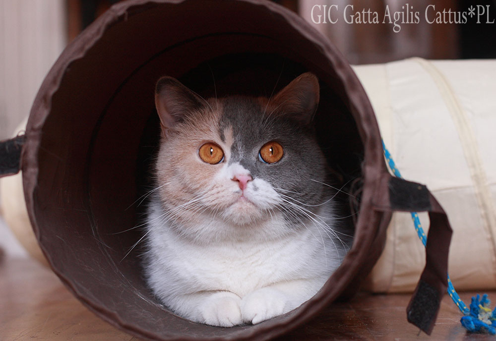 British Shorthair female Gatta Agilis Cattus*PL