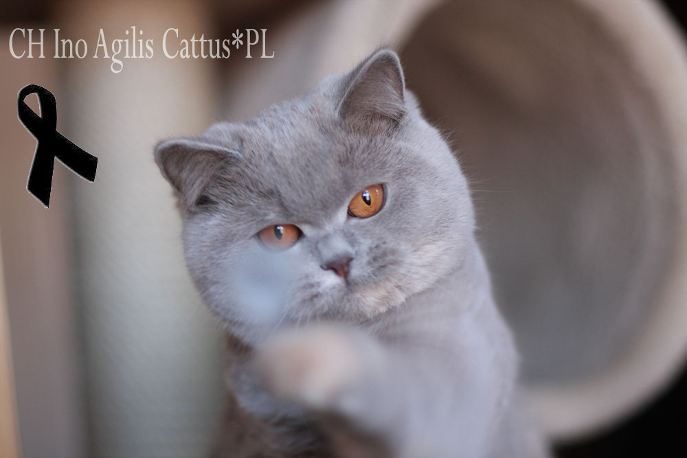 British Shorthair female Ino Agilis Cattus*PL