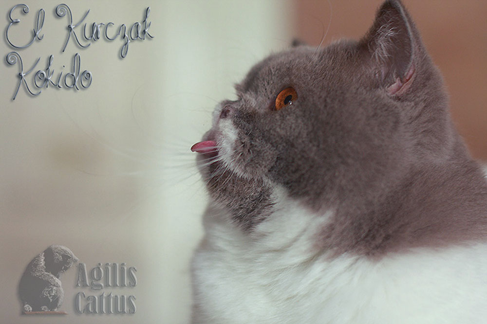 British Shorthair male El Kokido Agilis Cattus*PL