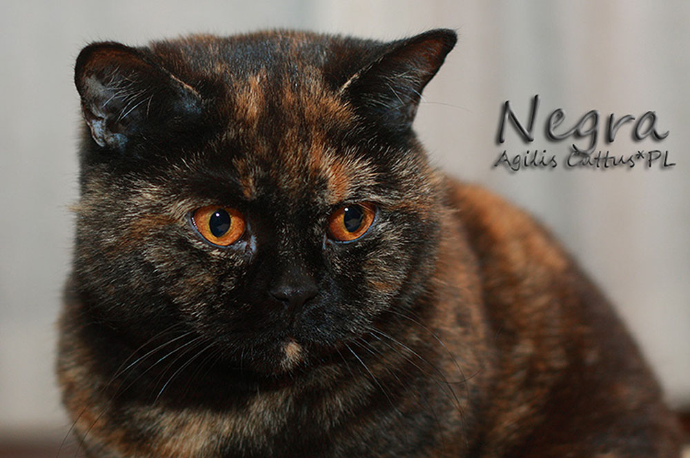 British Shorthair female Negra Agilis Cattus*PL