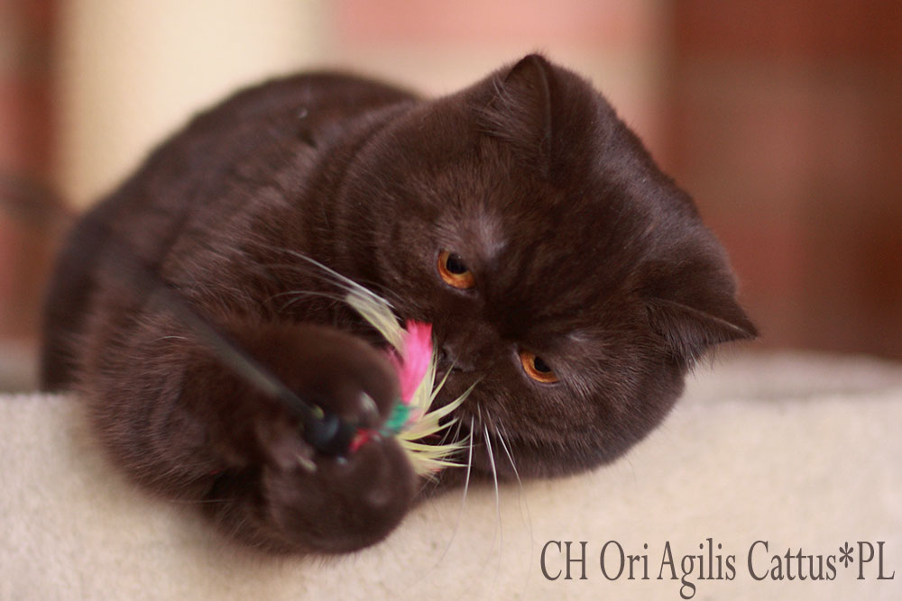 British Shorthair female Ori Agilis Cattus*PL