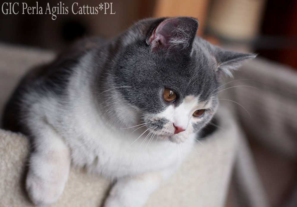 British Shorthair female Perla Agilis Cattus*PL