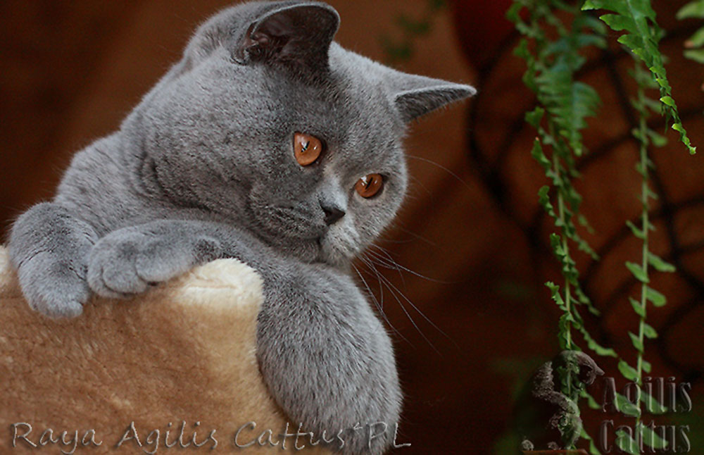 British Shorthair female Raya Agilis Cattus*PL