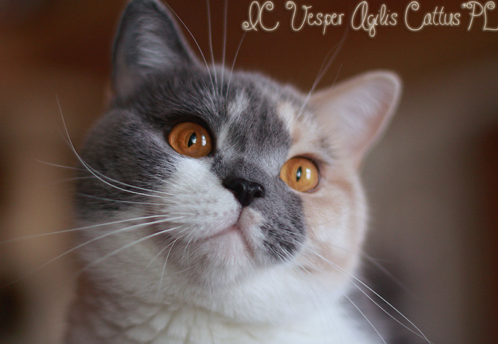 British Shorthair female Vesper Agilis Cattus*PL