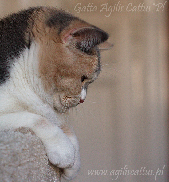 British Shorthair cat Gatta Agilis Cattus*PL