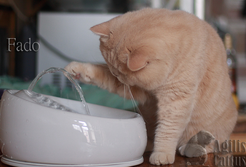 Cat drinking from a fountain