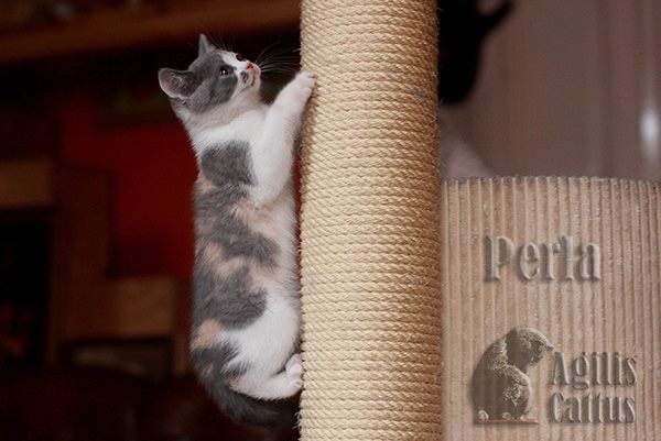 British Shorthair female Perla Agilis Cattus*PL