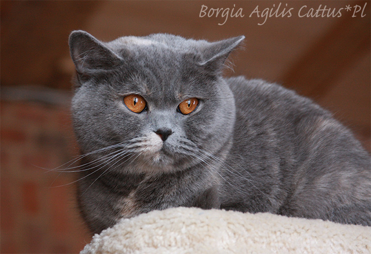British cat GIC Borgia Agilis Cattus*PL